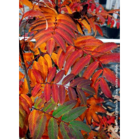 SORBUS aucuparia WETTRA (Sorbier des oiseaux Wettra)