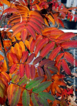 SORBUS aucuparia WETTRA