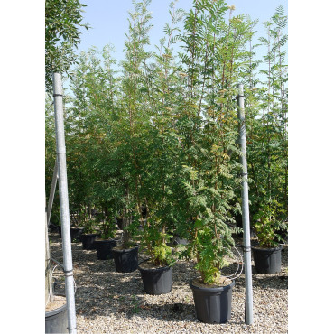 SORBUS aucuparia (Sorbier des oiseaux) En pot de 35-50 litres forme buisson hauteur 200-250 cm