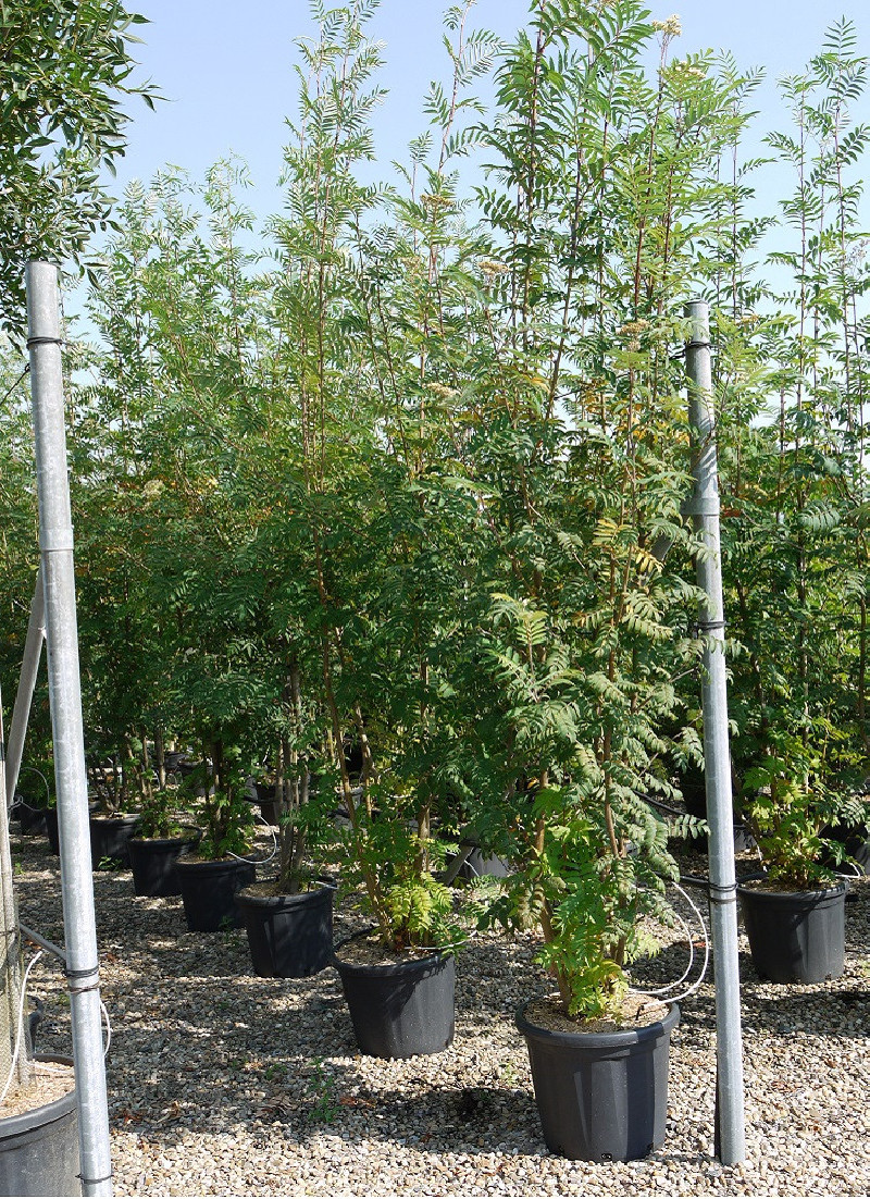 SORBUS aucuparia (Sorbier des oiseleurs) — free download