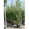 SORBUS aucuparia (Sorbier des oiseaux) En pot de 35-50 litres forme buisson hauteur 200-250 cm