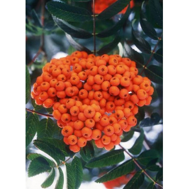 SORBUS aucuparia (Sorbier des oiseaux)1