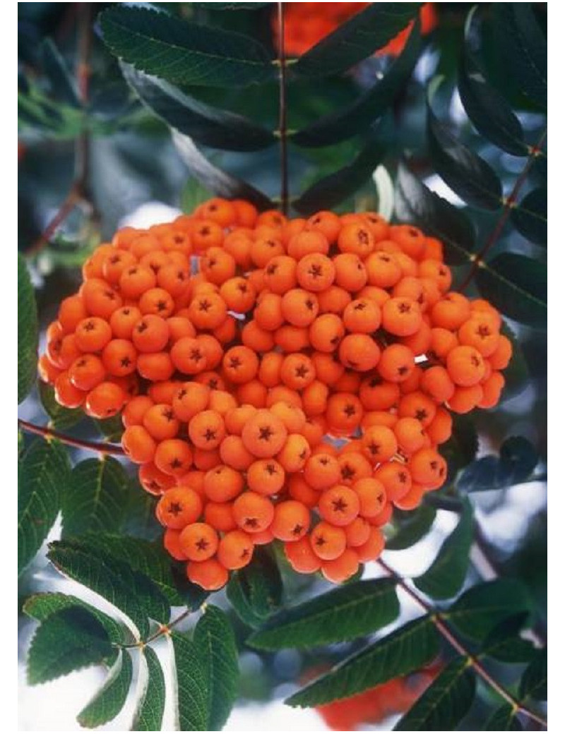 SORBUS aucuparia (Sorbier des oiseaux)1