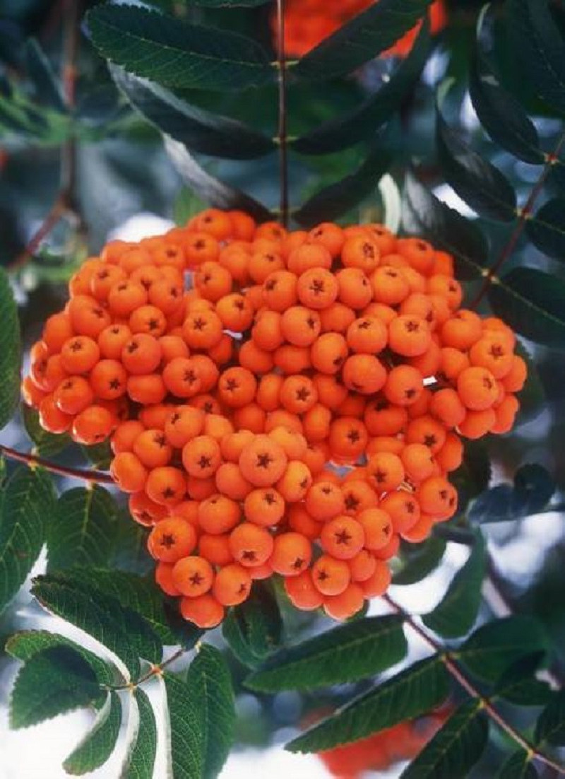 SORBUS aucuparia