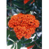 SORBUS aucuparia (Sorbier des oiseaux)1