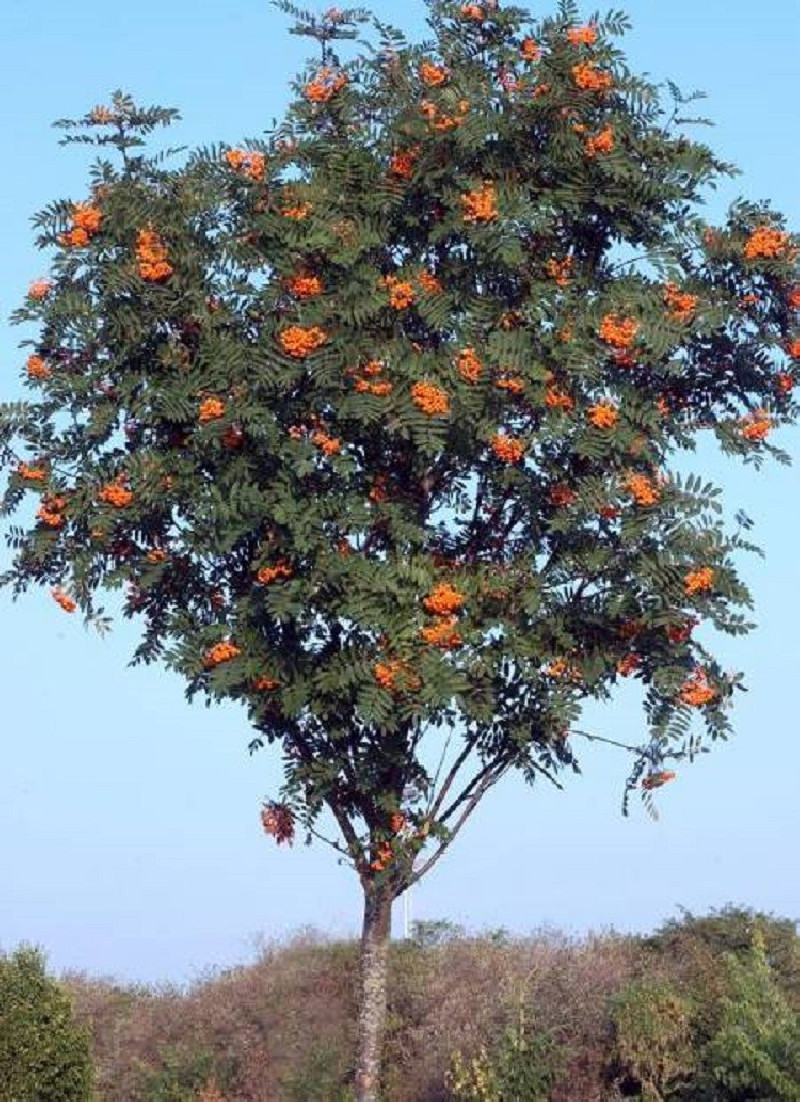 SORBUS aucuparia (Sorbier des oiseleurs) — free download
