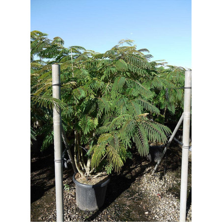 ALBIZIA julibrissin OMBRELLA (Arbre de soie ou Acacia de Constantinople)