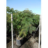 ALBIZIA julibrissin OMBRELLA En pot de 35-50 litres forme touffe