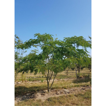 ALBIZIA julibrissin OMBRELLA (Arbre de soie ou Acacia de Constantinople)