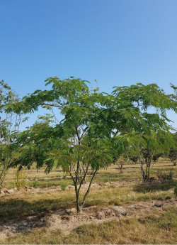 ALBIZIA julibrissin OMBRELLA