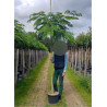 ALBIZIA julibrissin OMBRELLA En pot 25-30 litres forme tige hauteur du tronc 180-200 cm