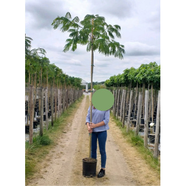 ALBIZIA julibrissin OMBRELLA (Arbre de soie ou Acacia de Constantinople) En pot 30-35 litres forme tige hauteur du tronc 180-200