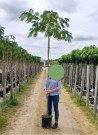 arbre-a-soie-ombrella-albizia-julibrissin-ombrella-10.jpg