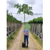 ALBIZIA julibrissin OMBRELLA (Arbre de soie ou Acacia de Constantinople) En pot 30-35 litres forme tige hauteur du tronc 180-200