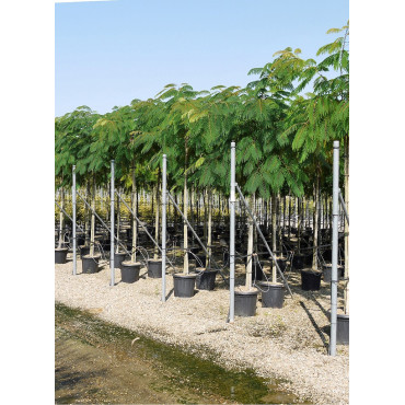 ALBIZIA julibrissin OMBRELLA En pot 35-50 litres forme tige hauteur du tronc 180-200 cm