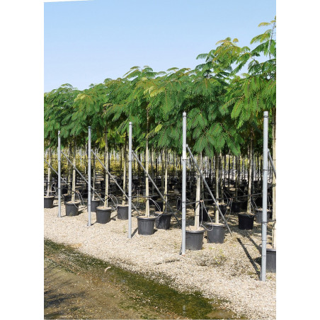 ALBIZIA julibrissin OMBRELLA (Arbre de soie ou Acacia de Constantinople)