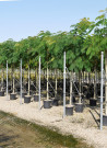 arbre-a-soie-ombrella-albizia-julibrissin-ombrella-13.jpg
