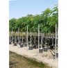 ALBIZIA julibrissin OMBRELLA En pot 35-50 litres forme tige hauteur du tronc 180-200 cm