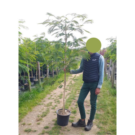 ALBIZIA julibrissin OMBRELLA (Arbre de soie ou Acacia de Constantinople)