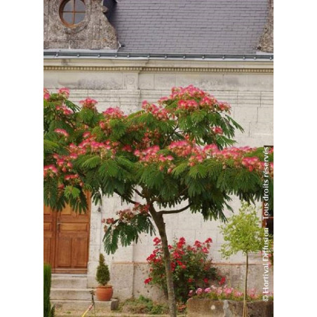 ALBIZIA julibrissin OMBRELLA (Arbre de soie ou Acacia de Constantinople)