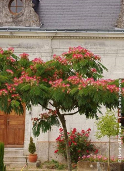 arbre-a-soie-ombrella-albizia-julibrissin-ombrella-1.jpg