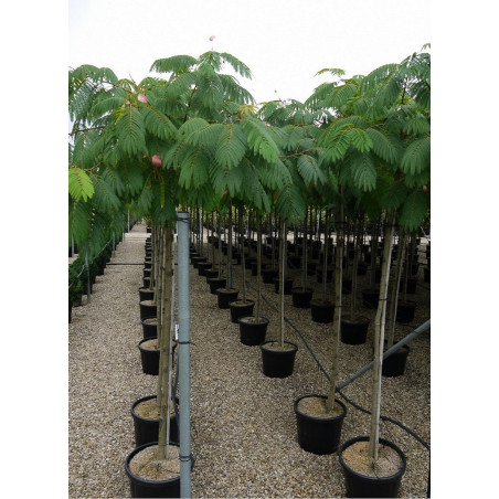 ALBIZIA julibrissin OMBRELLA (Arbre de soie ou Acacia de Constantinople)