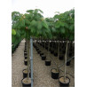 ALBIZIA julibrissin OMBRELLA En pot 35-50 litres forme tige hauteur du tronc 180-200 cm