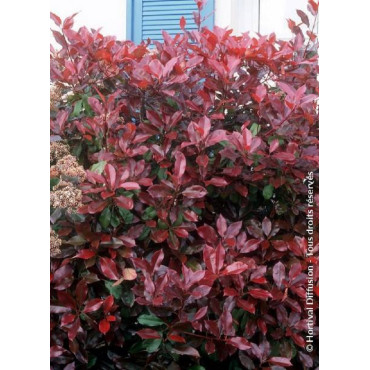 PHOTINIA fraseri RED ROBIN (Photinia Red Robin)6