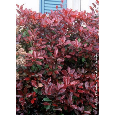 PHOTINIA fraseri RED ROBIN (Photinia Red Robin)