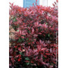 PHOTINIA fraseri RED ROBIN (Photinia Red Robin)6