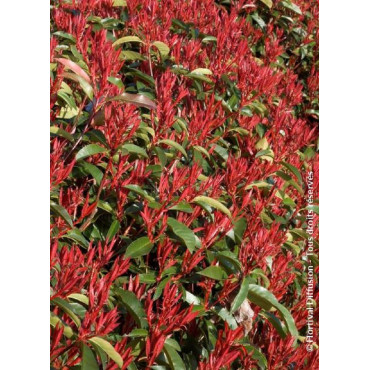 PHOTINIA fraseri RED ROBIN (Photinia Red Robin)