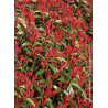 PHOTINIA fraseri RED ROBIN (Photinia Red Robin)