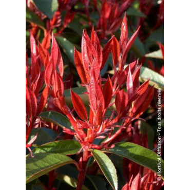 PHOTINIA fraseri RED ROBIN (Photinia Red Robin)