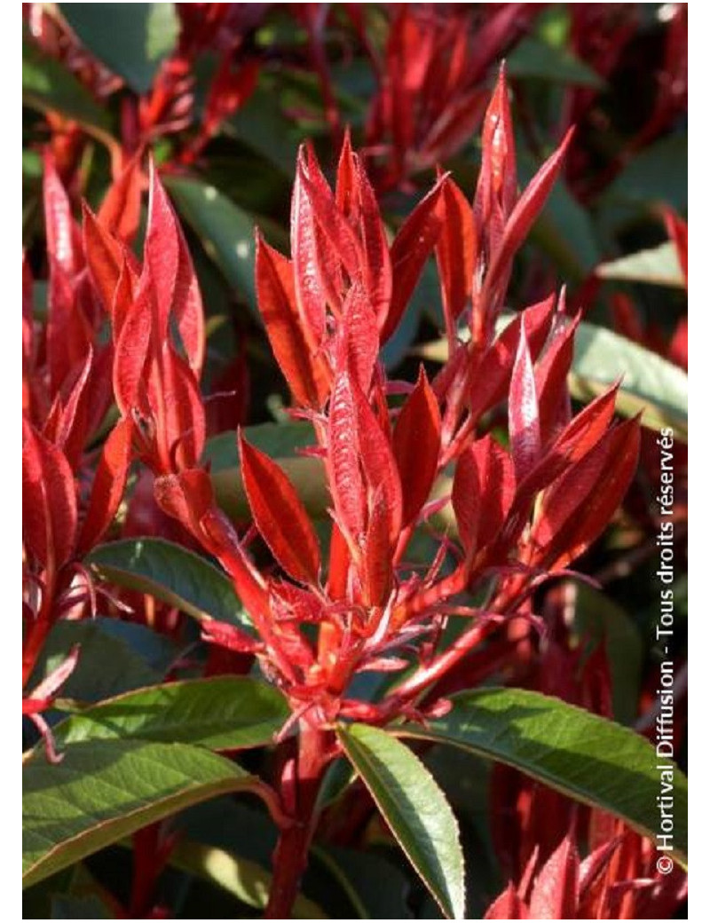 PHOTINIA fraseri RED ROBIN (Photinia Red Robin)1