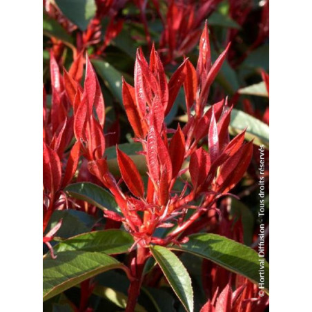 PHOTINIA fraseri RED ROBIN (Photinia Red Robin)1