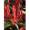 PHOTINIA fraseri RED ROBIN (Photinia Red Robin)