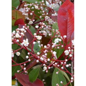 PHOTINIA fraseri RED ROBIN (Photinia Red Robin)2