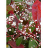 PHOTINIA fraseri RED ROBIN (Photinia Red Robin)