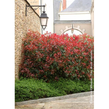 PHOTINIA fraseri RED ROBIN (Photinia Red Robin)3