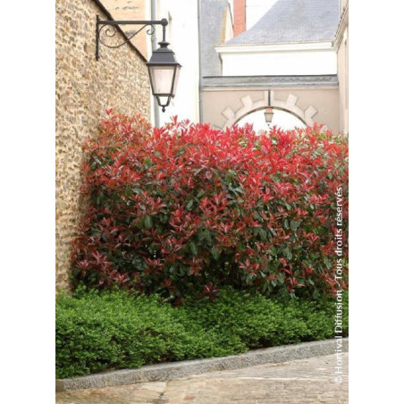 PHOTINIA fraseri RED ROBIN (Photinia Red Robin)