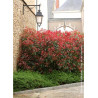 PHOTINIA fraseri RED ROBIN (Photinia Red Robin)3