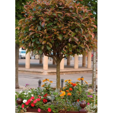 PHOTINIA fraseri RED ROBIN (Photinia Red Robin)4