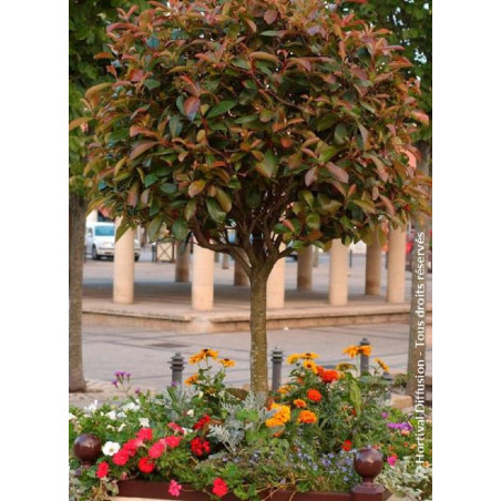 PHOTINIA fraseri RED ROBIN (Photinia Red Robin)
