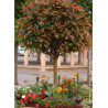 PHOTINIA fraseri RED ROBIN (Photinia Red Robin)4