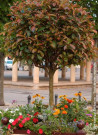 photinia-red-robin-photinia-fraseri-red-robin-5.jpg