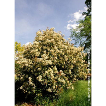 PHOTINIA fraseri RED ROBIN (Photinia Red Robin)