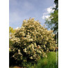 PHOTINIA fraseri RED ROBIN (Photinia Red Robin)