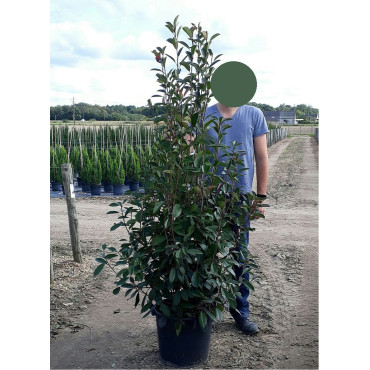 PHOTINIA fraseri RED ROBIN En pot de 35-50 litres forme buisson hauteur 175-200 cm