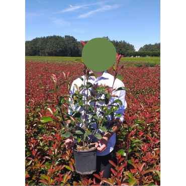 PHOTINIA fraseri RED ROBIN En pot de 4-5 litres forme buisson hauteur 040-060 cm