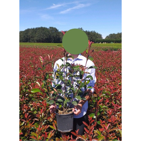 PHOTINIA fraseri RED ROBIN (Photinia Red Robin)